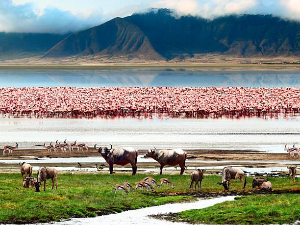 Ngorongoro